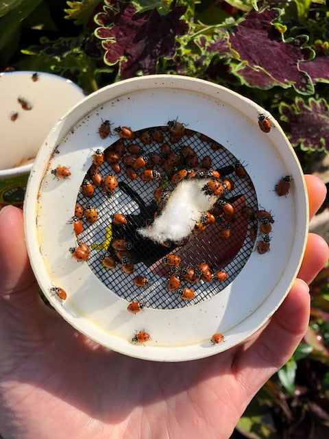 ladybugs on the open lid of the container that they come in.