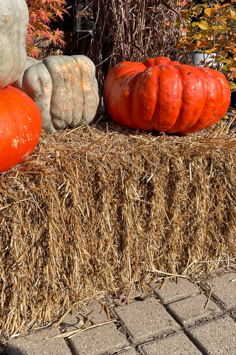 Straw Bale