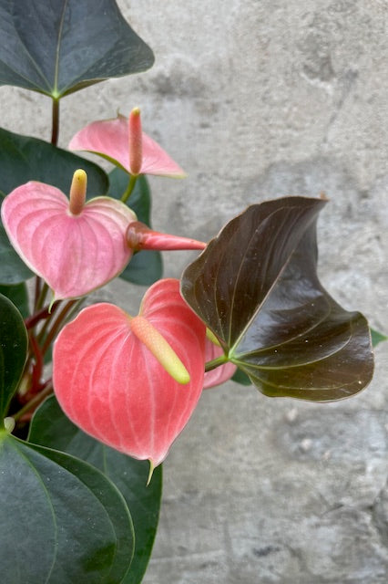 Close photo of Anthurium 'Rainbow Champion' pink flower and bronze new leaf.