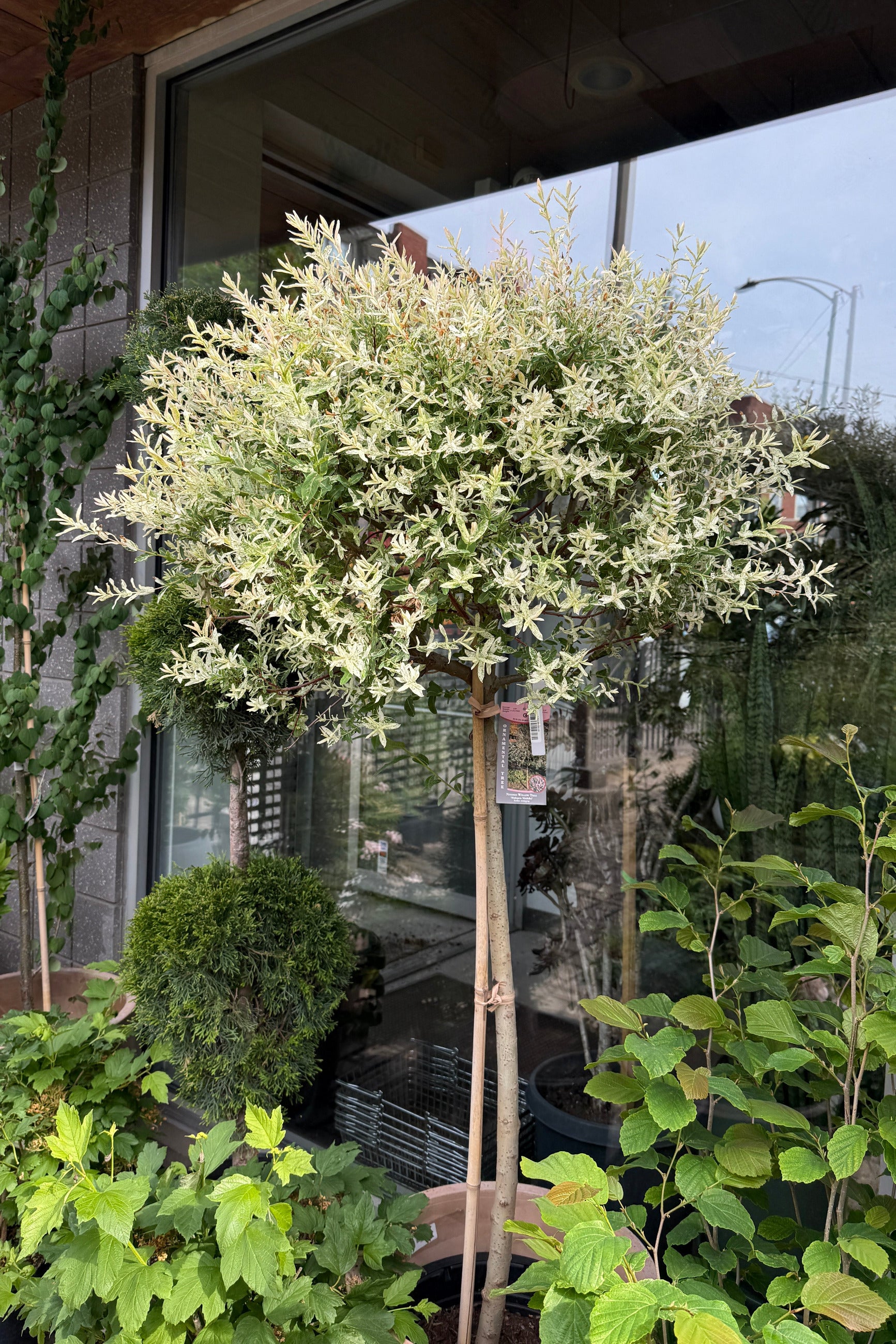 Salix integra 'Hakuro Nishiki' #10 standard in front of a Sprout Home store window with reflections the end of May ©Sprout Home