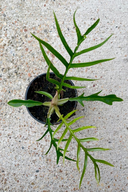 Plant with thin pinnate green leaves in 4" diameter pot against cement wall