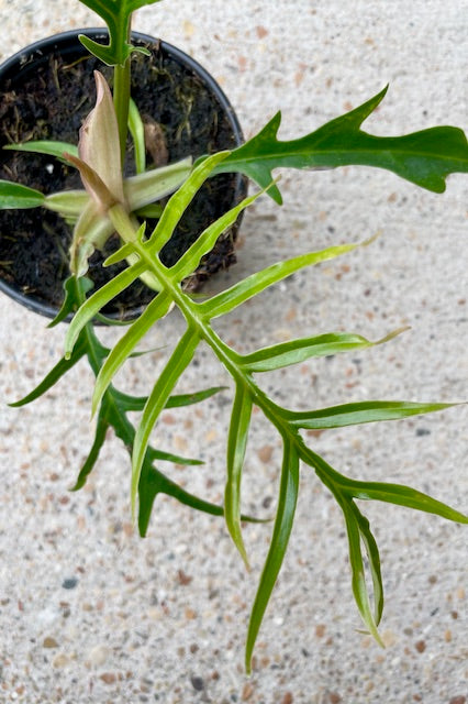 Close up of Plant with thin pinnate green leaves in 4" diameter pot against cement wall