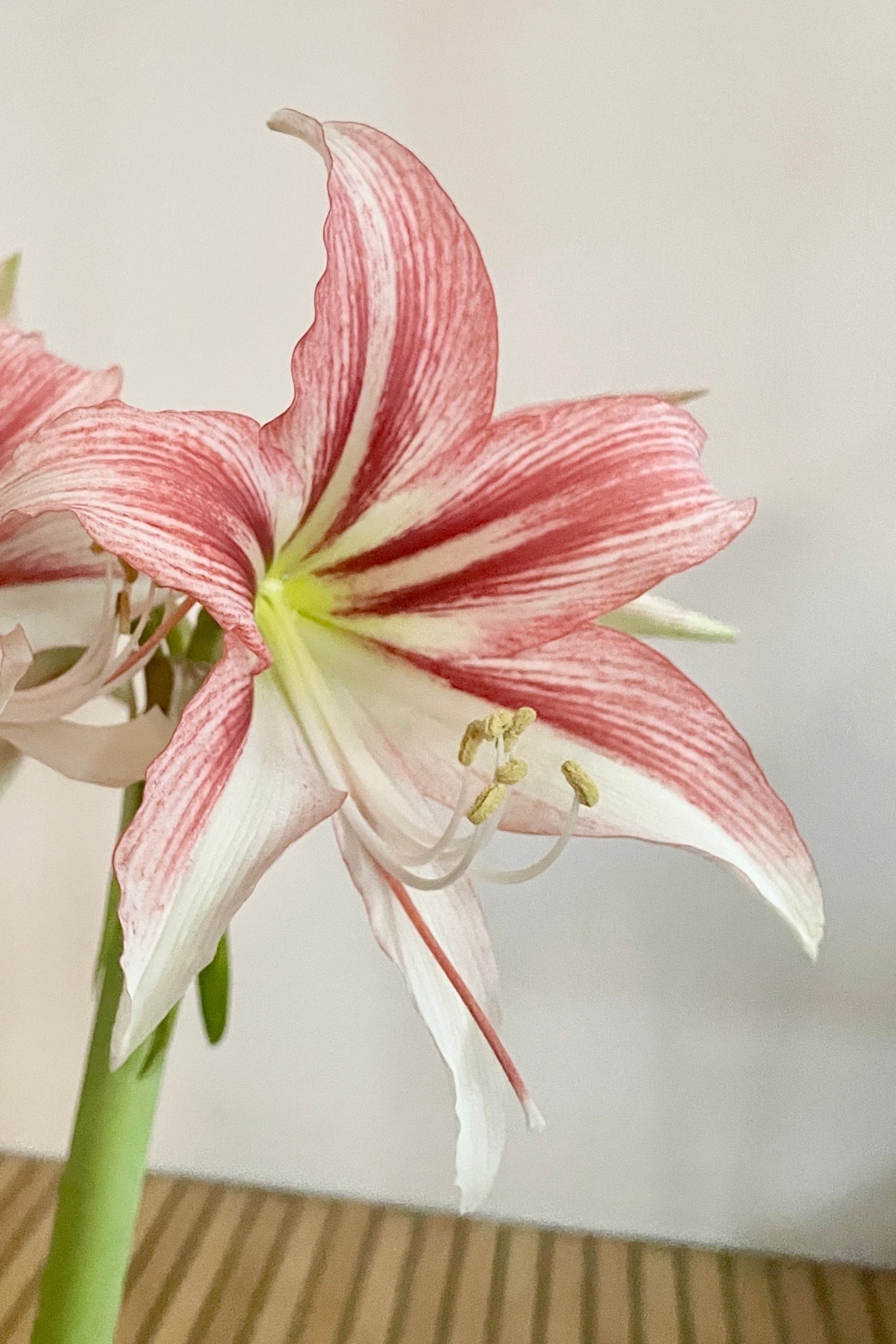 Hippeastrum (Amaryllis) 'Wild Amazone' flower in full bloom with shades of red, burgundy and white mid November. ©Sprout Home