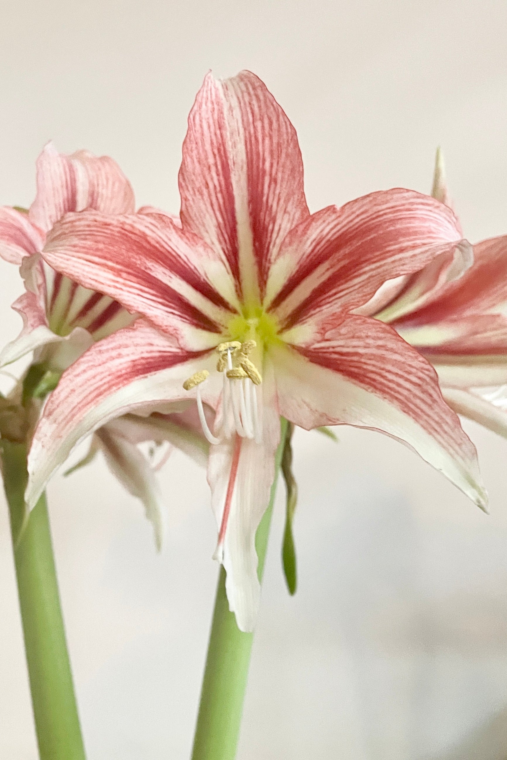 Hippeastrum (Amaryllis) 'Wild Amazone' flower in full bloom with shades of red, burgundy and white mid November. ©Sprout Home