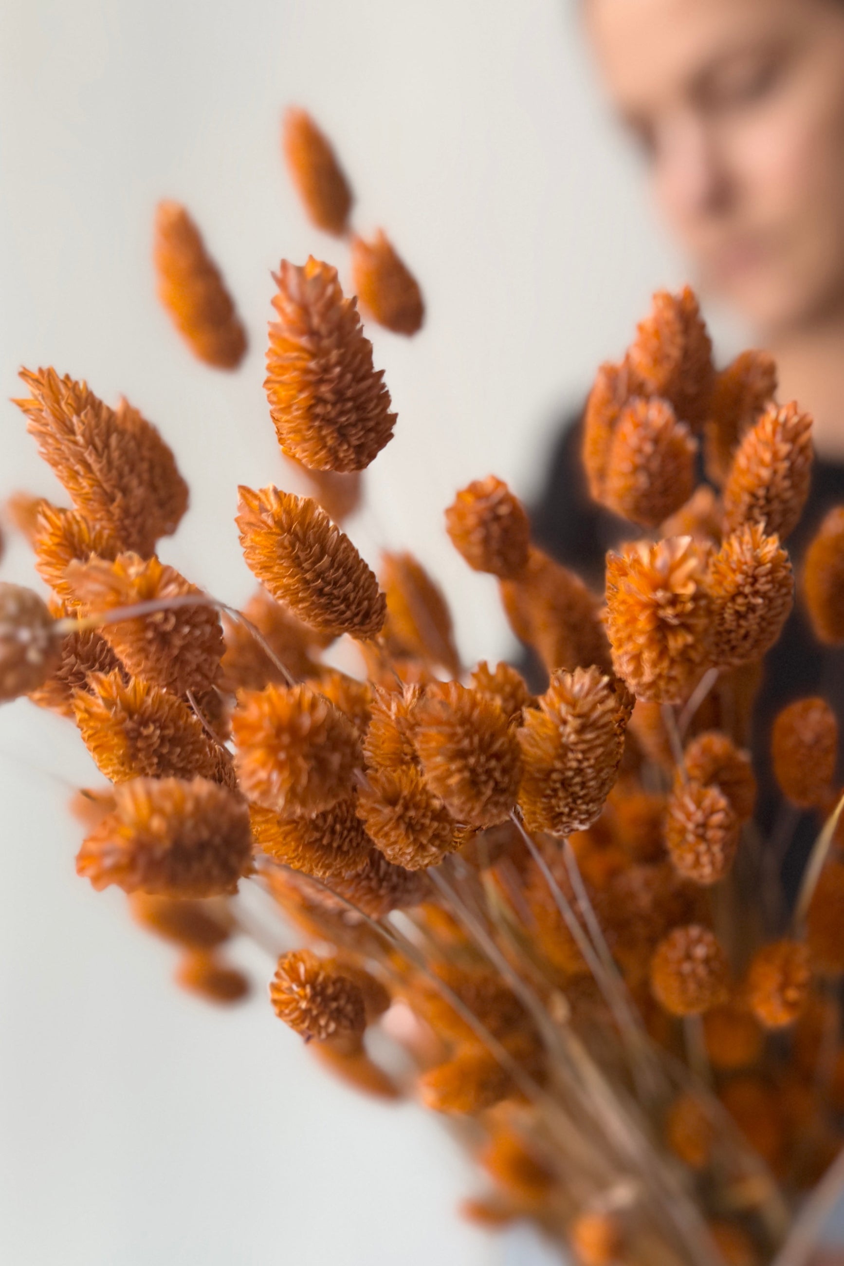 Close-up of Phalaris Dusty Orange Color Preserved Bunch with a blurred person in the background ©Sprout Home