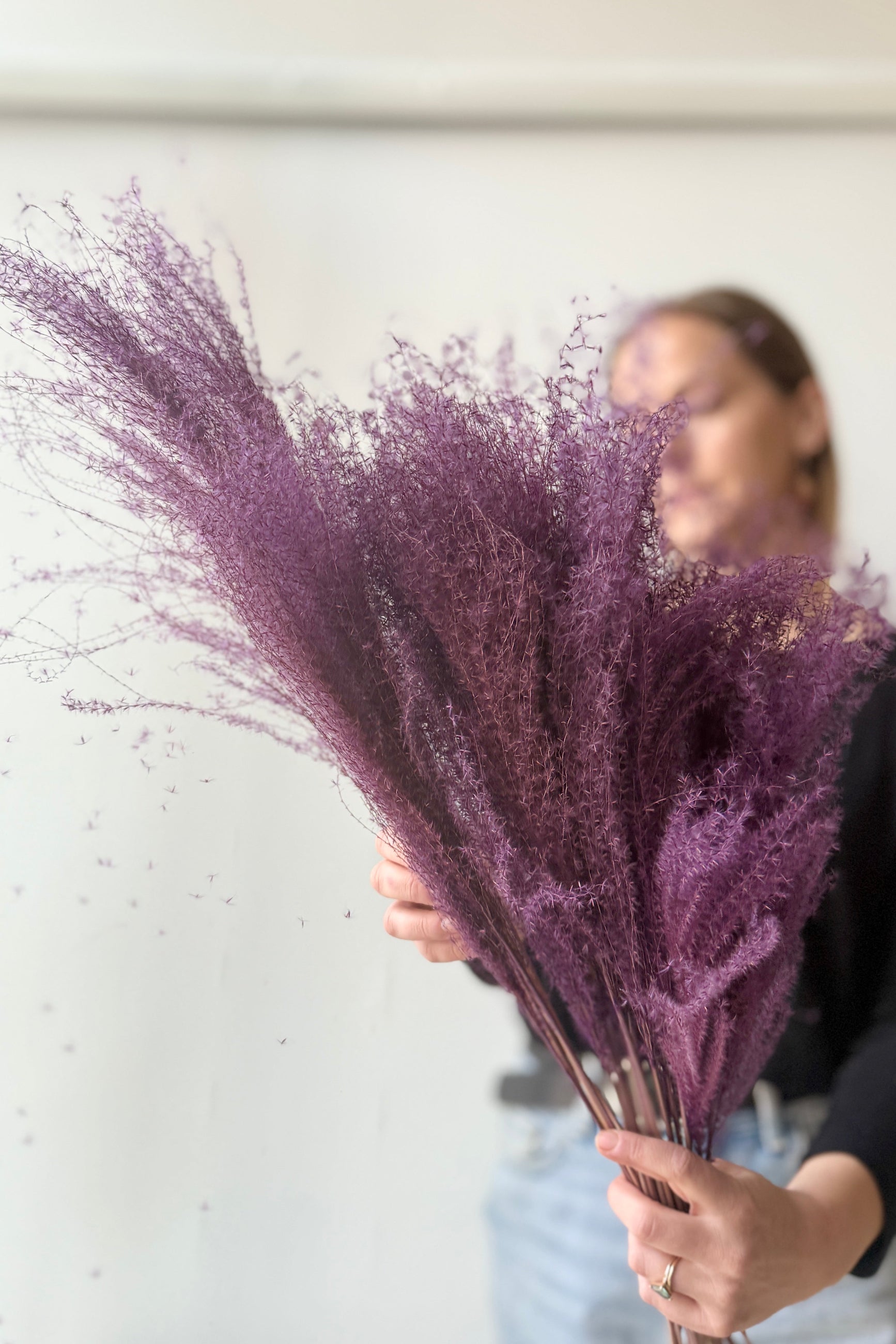 Miscanthus Lavender Color Preserved Bunch being held in front of a white wall by a staff member ©Sprout Home
