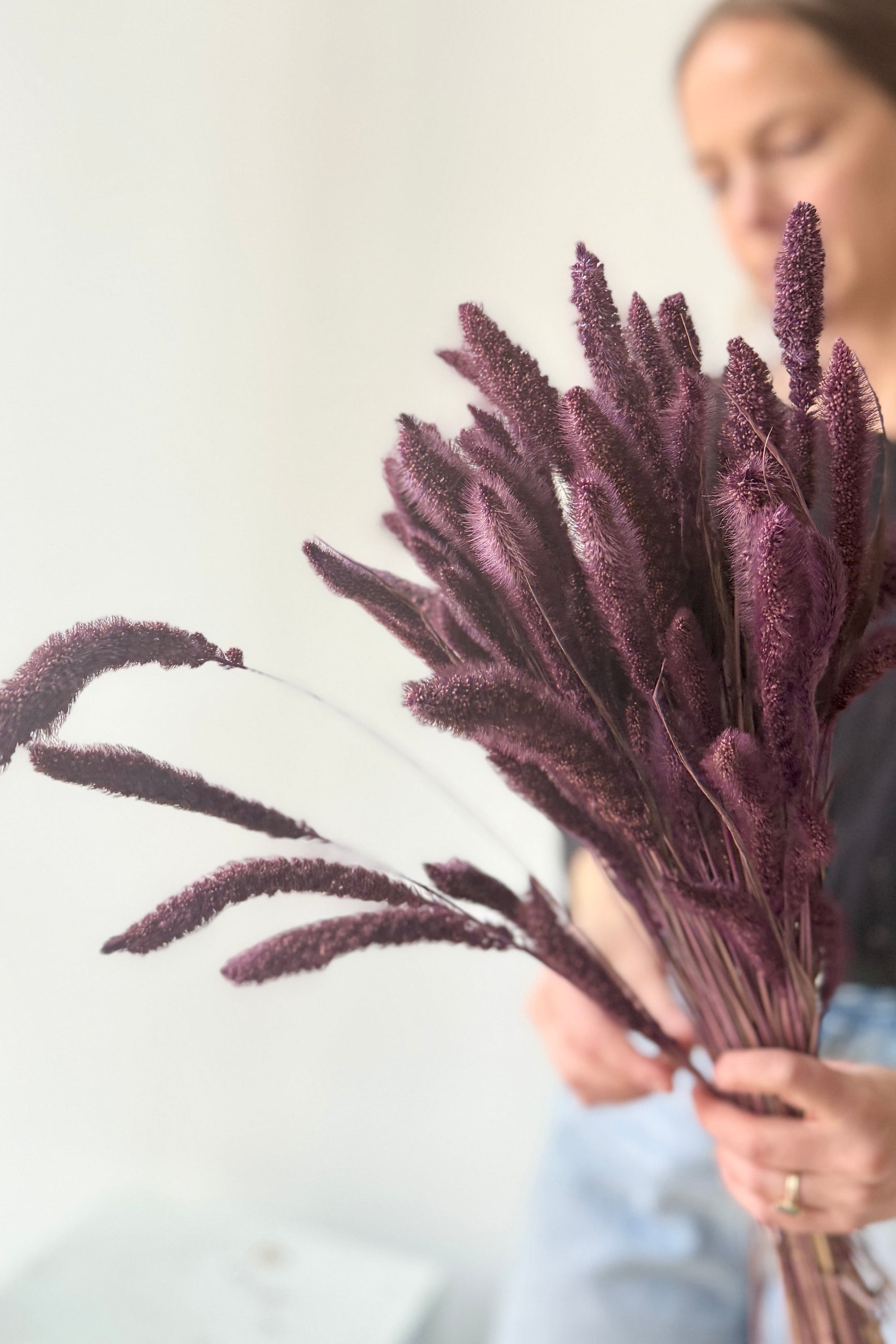 Person holding a Setaria Plum Color Preserved Bunch against a plain background ©Sprout Home