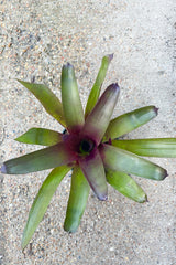 Top view of Vriesea plant with upright green and burgundy leaves in a starburst shape against cement background