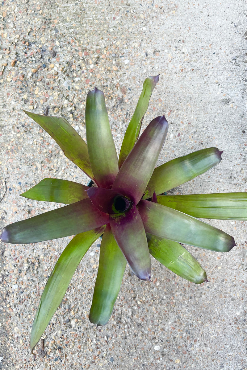 Top view of Vriesea plant with upright green and burgundy leaves in a starburst shape against cement background