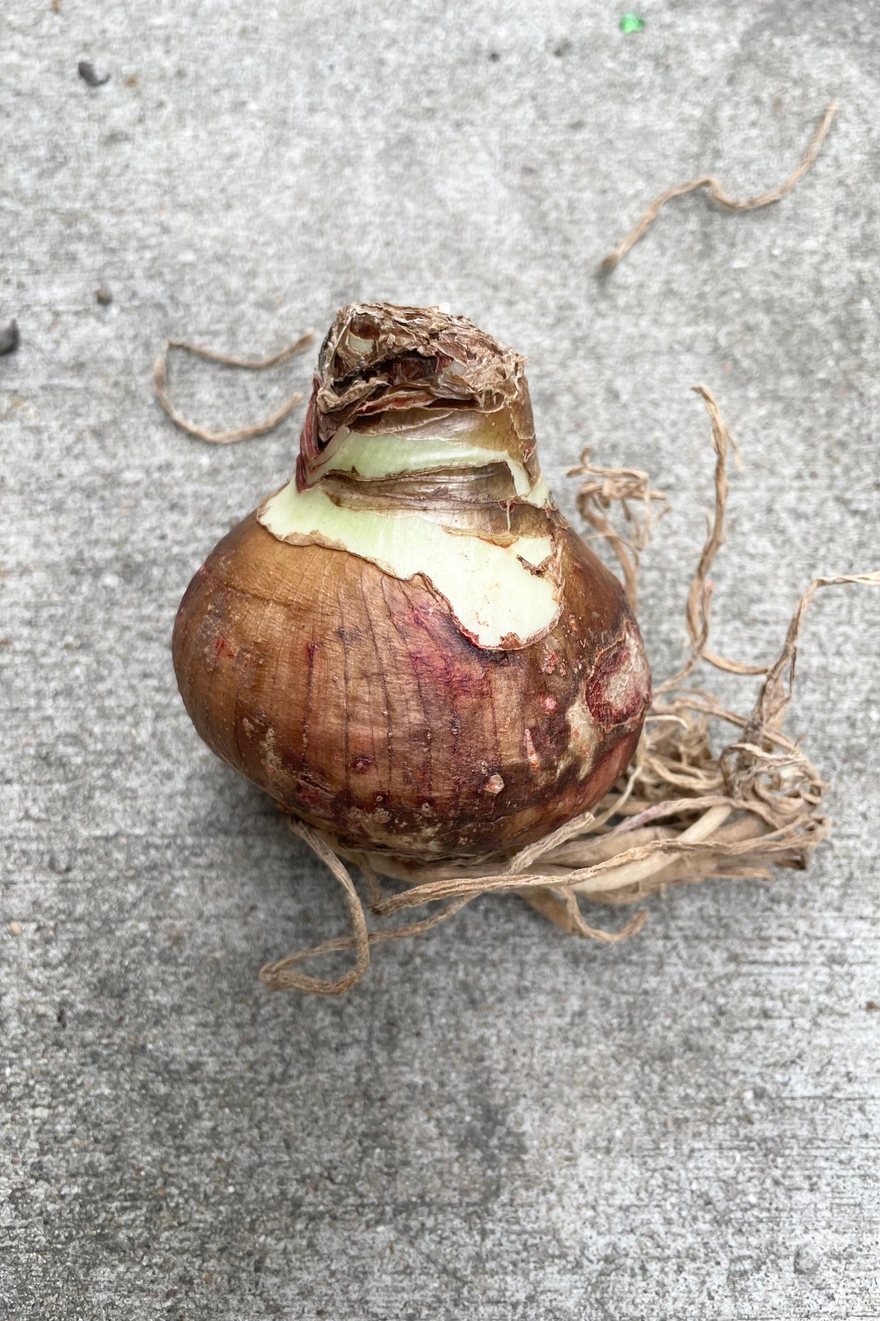 Flower bulb with roots against cement background ©Sprout Home