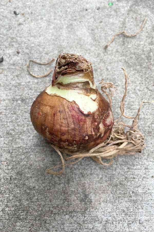 Flower bulb with roots against cement background