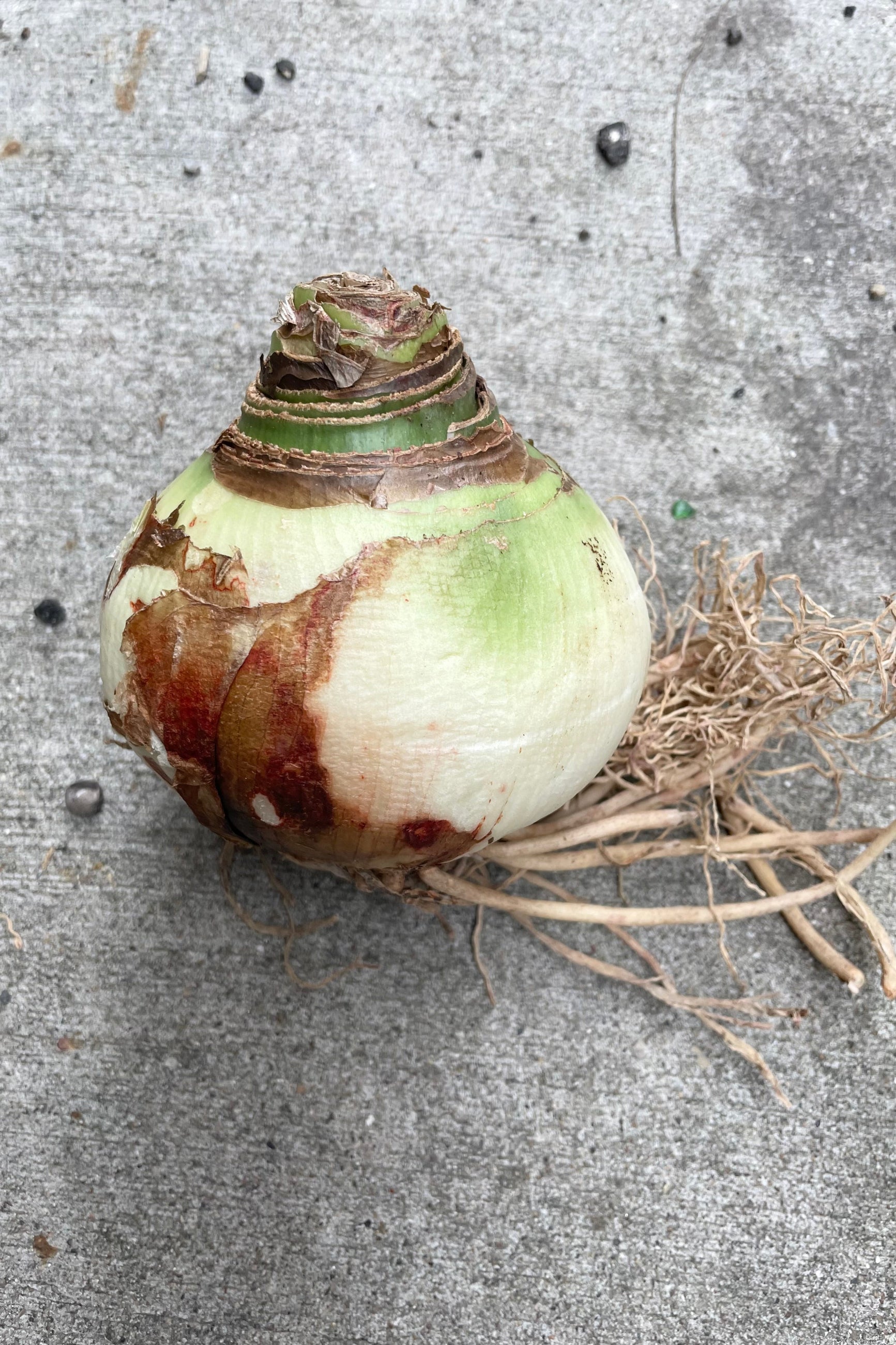 Flower bulb with roots against cement background ©Sprout Home