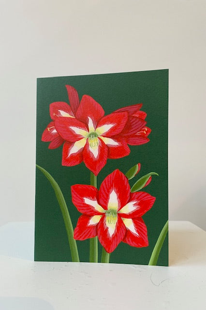 Red and white amaryllis against green background. Blank inside.