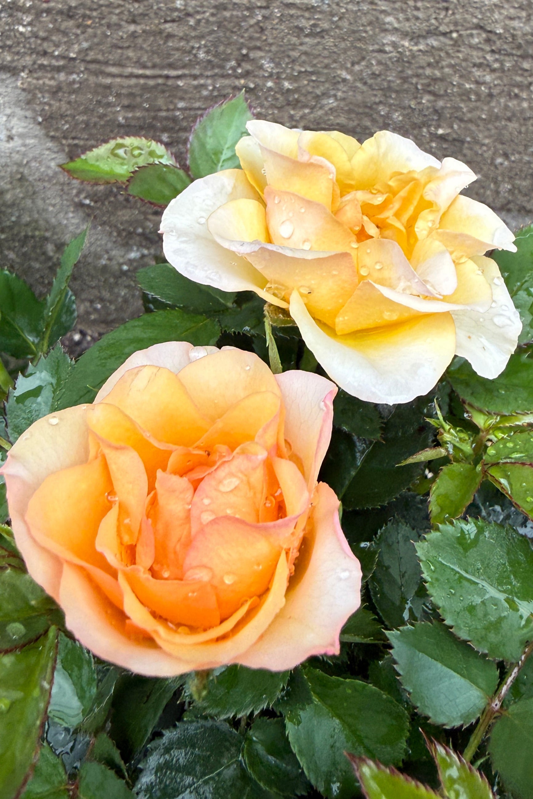 Potted Kordana Rose plant with peach-colored flowers. ©Sprout Home