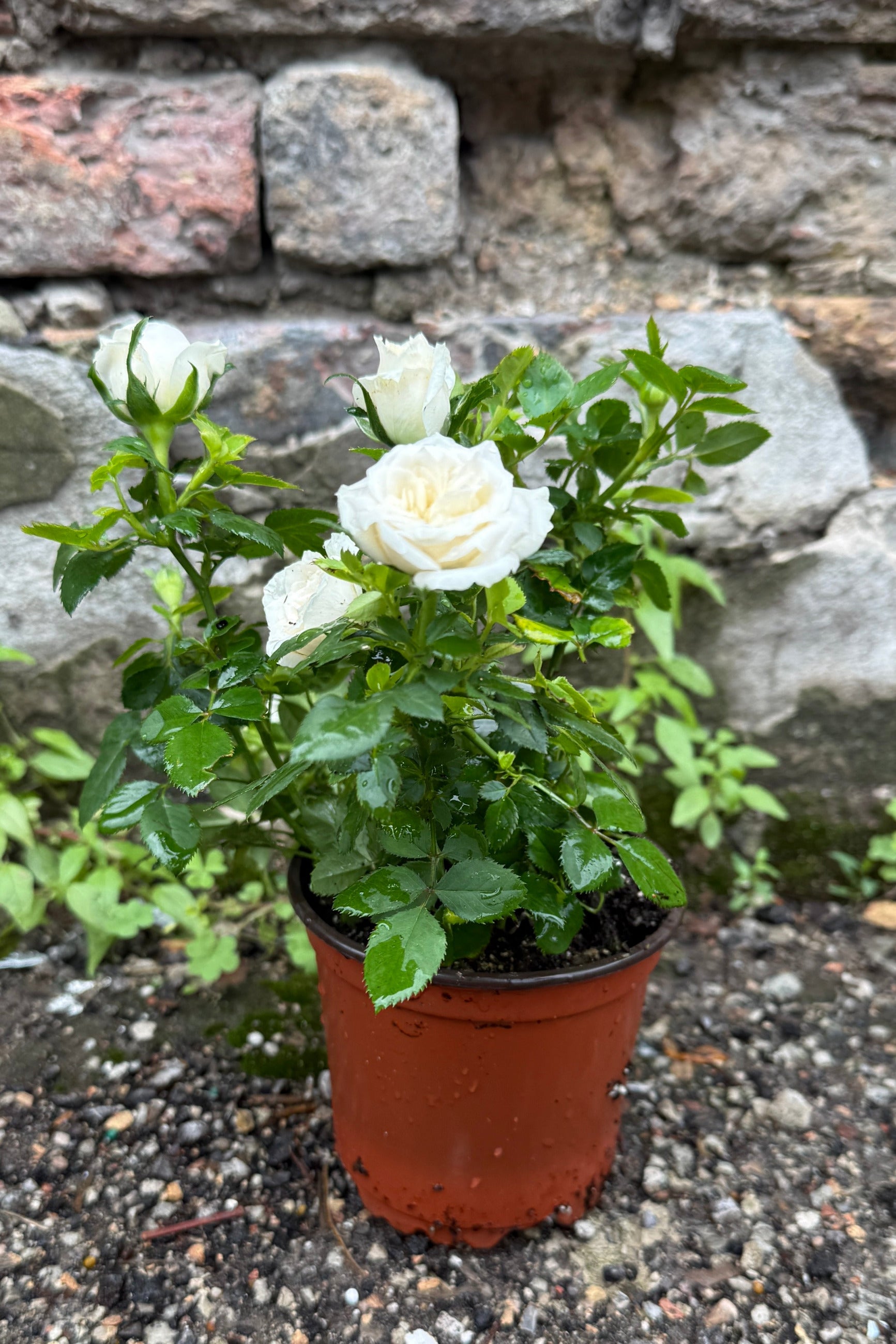 Potted Kordana Rose plant with white colored flowers in a 4 " growers pot against a stone wall. ©Sprout Home 
