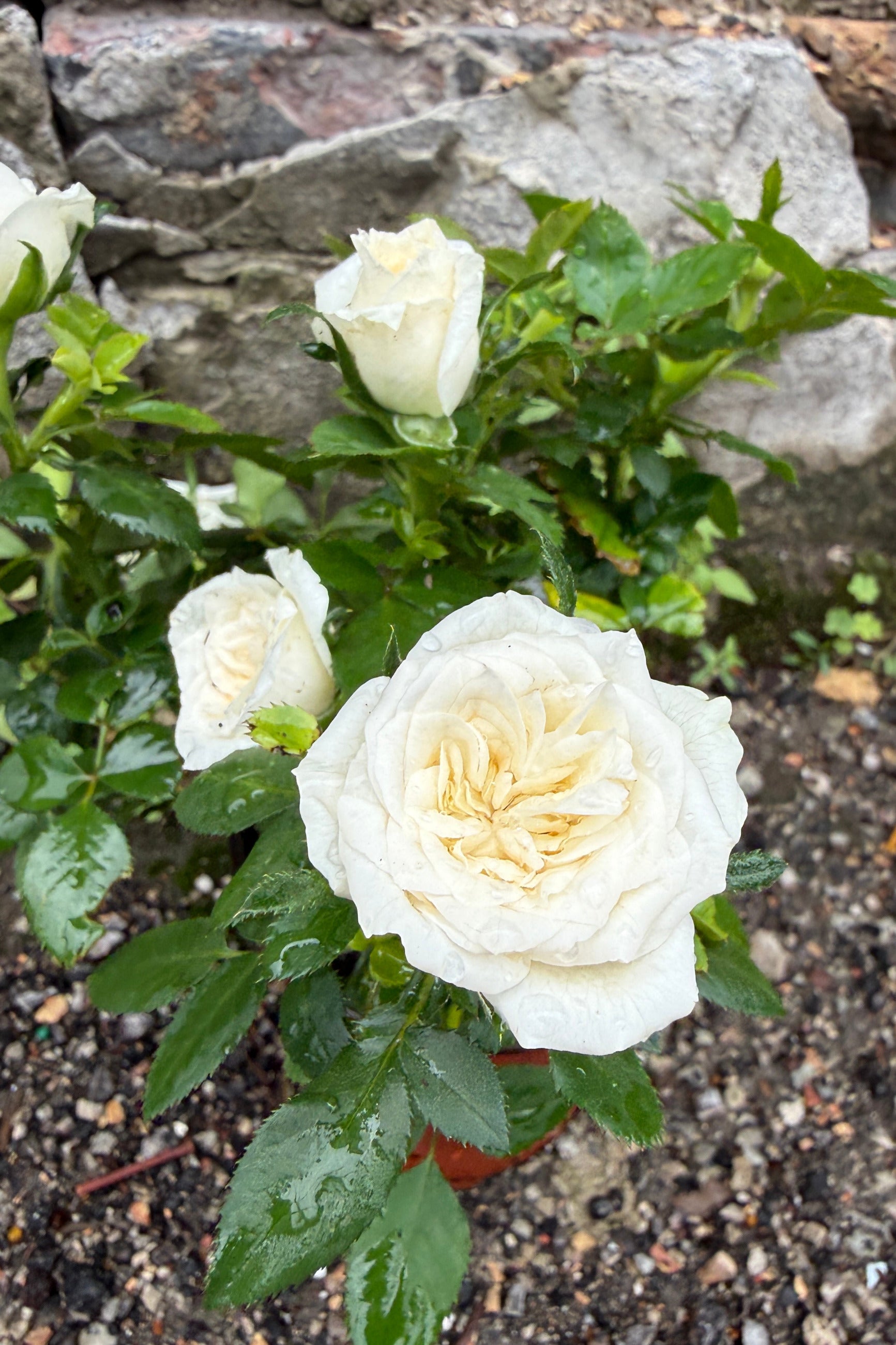 Potted Kordana Rose plant with white colored flowers against a stone wall. ©Sprout Home