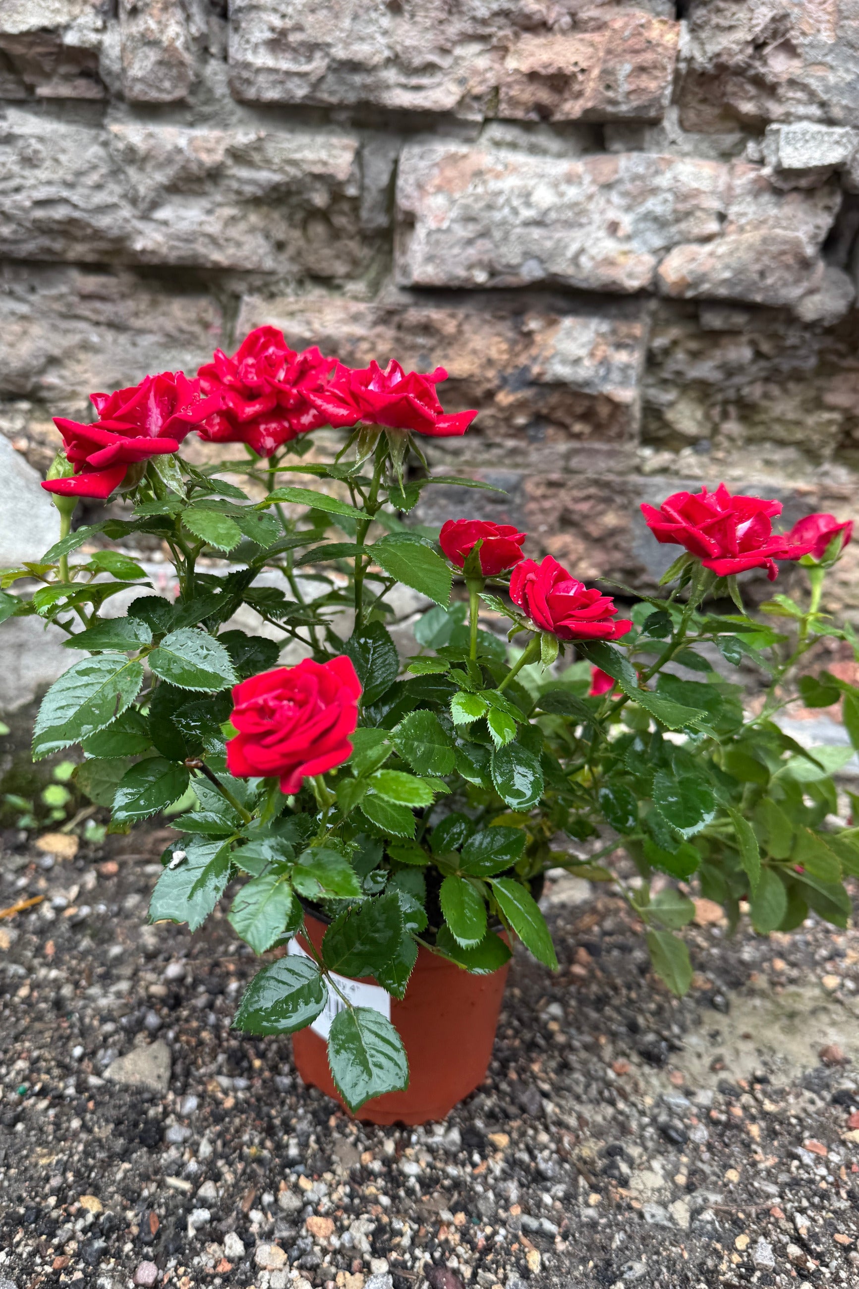 Potted Kordana Rose plant with red-colored flowers in a 4 " growers pot against a stone wall. ©Sprout Home