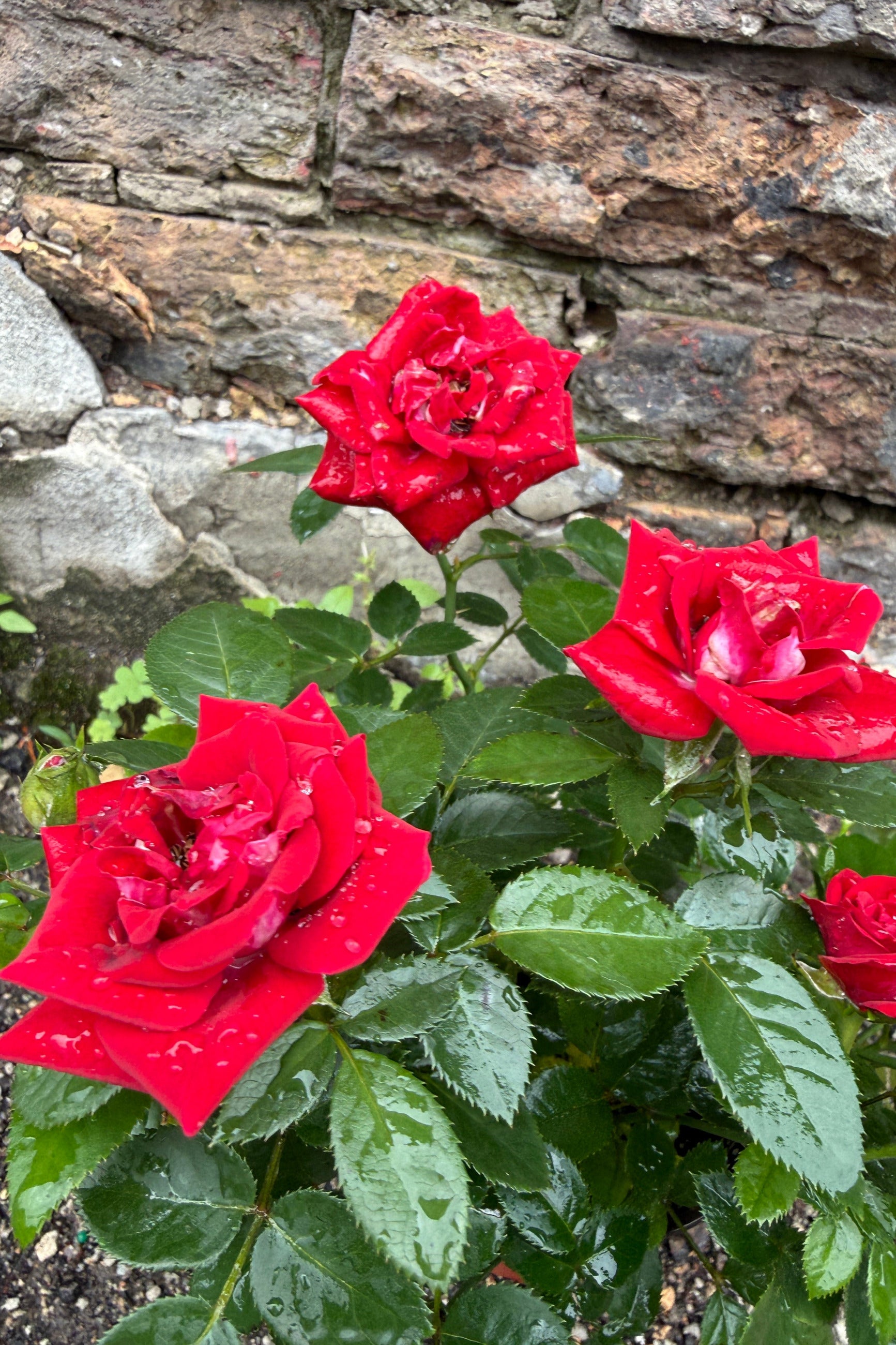 Potted Kordana Rose plant with red-colored flower against a stone wall. ©Sprout Home