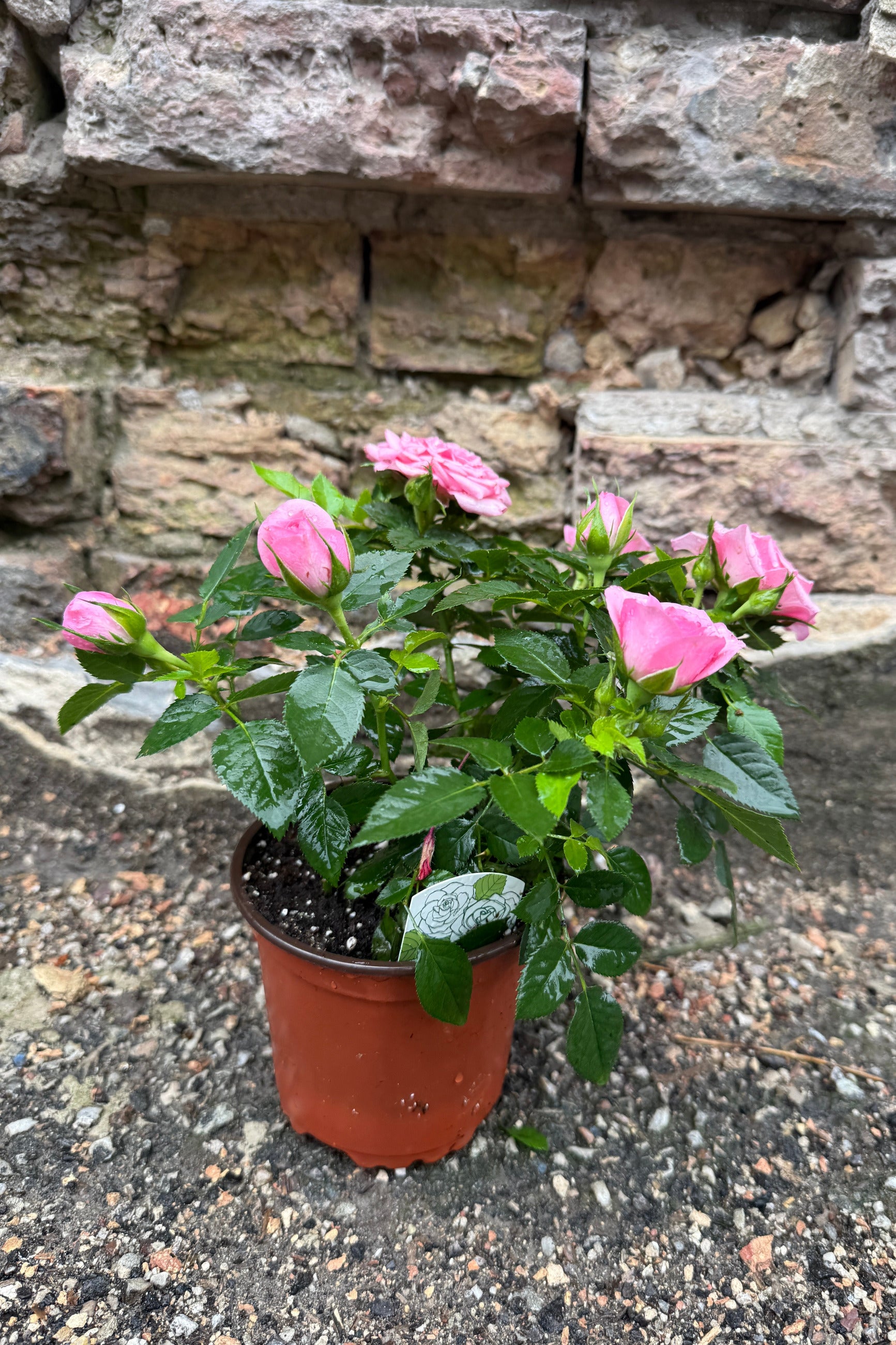 Potted Kordana Rose plant with pink-colored flowers in a 4 " growers pot against a stone wall. ©Sprout Home