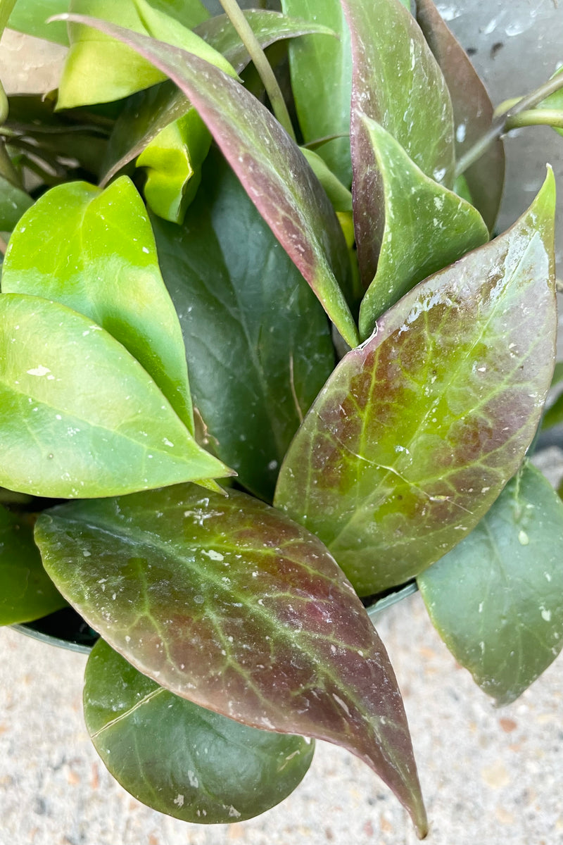 Close up of oblong green leaves with burgundy sun stress against grey background. 