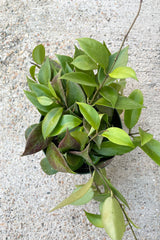Image of plant with oblong green leaves with vines against cement background. 