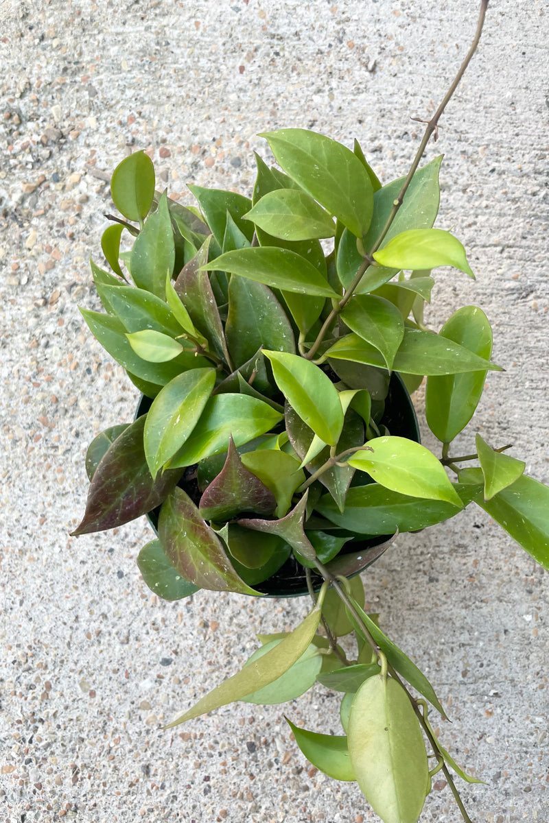Image of plant with oblong green leaves with vines against cement background. 