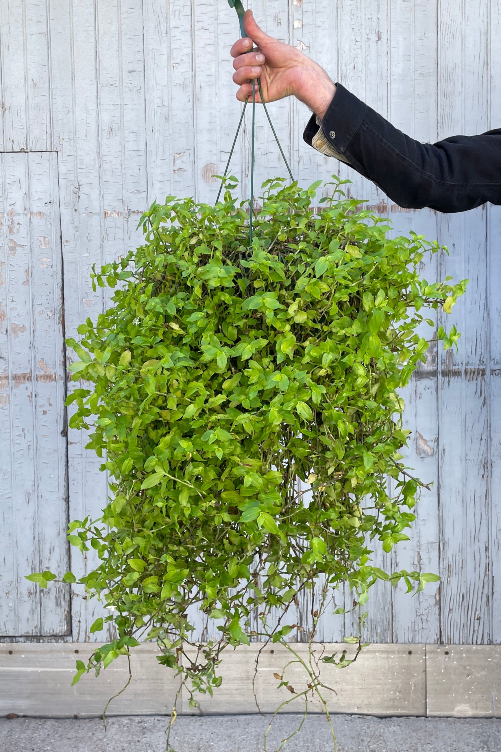 Tradescantia fluminensis 10" being held in front of a wood wall.  ©Sprout Home