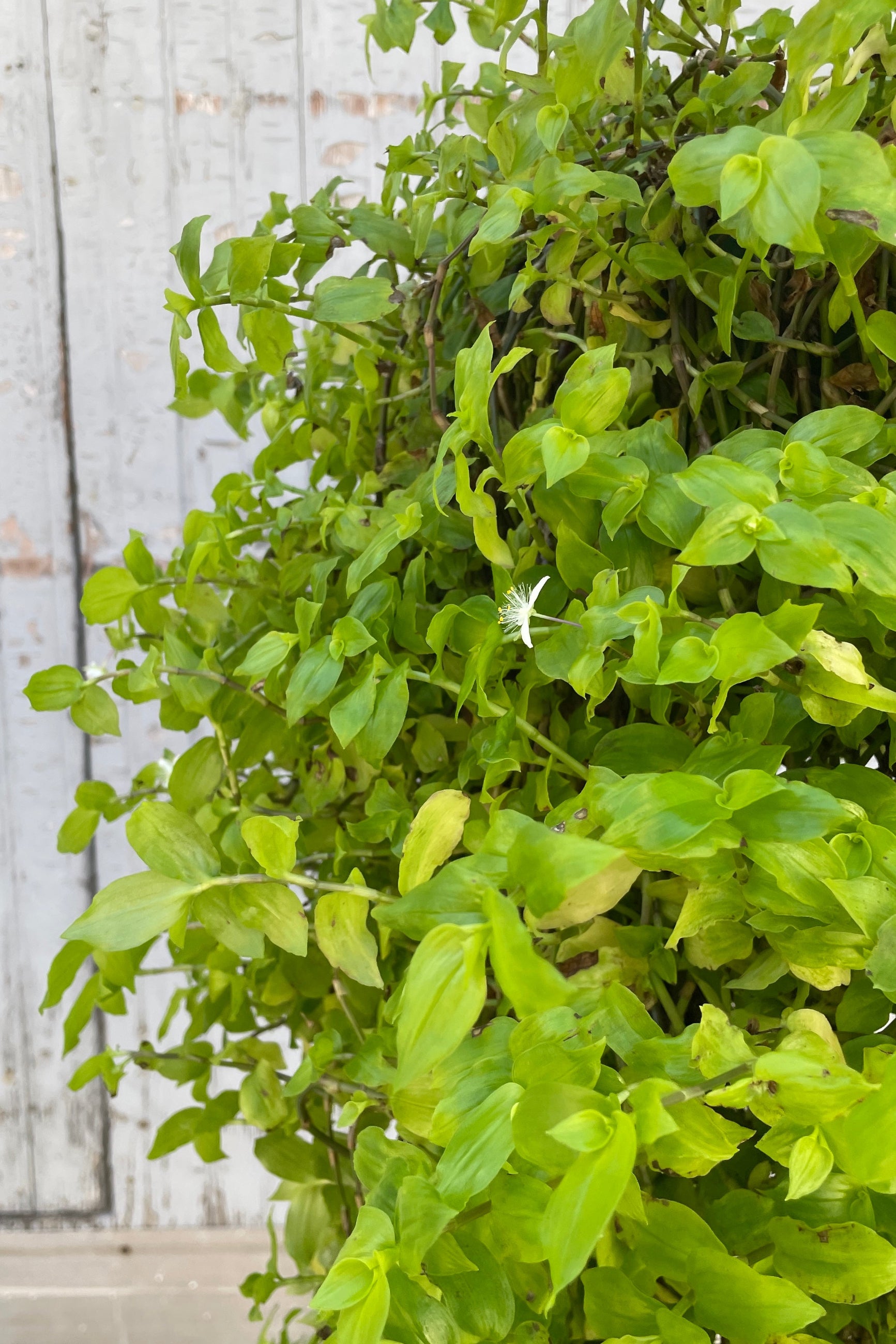 Tradescantia fluminensis detail showing a small white flower in contrast with the bright lemon green leaves.  ©Sprout Home