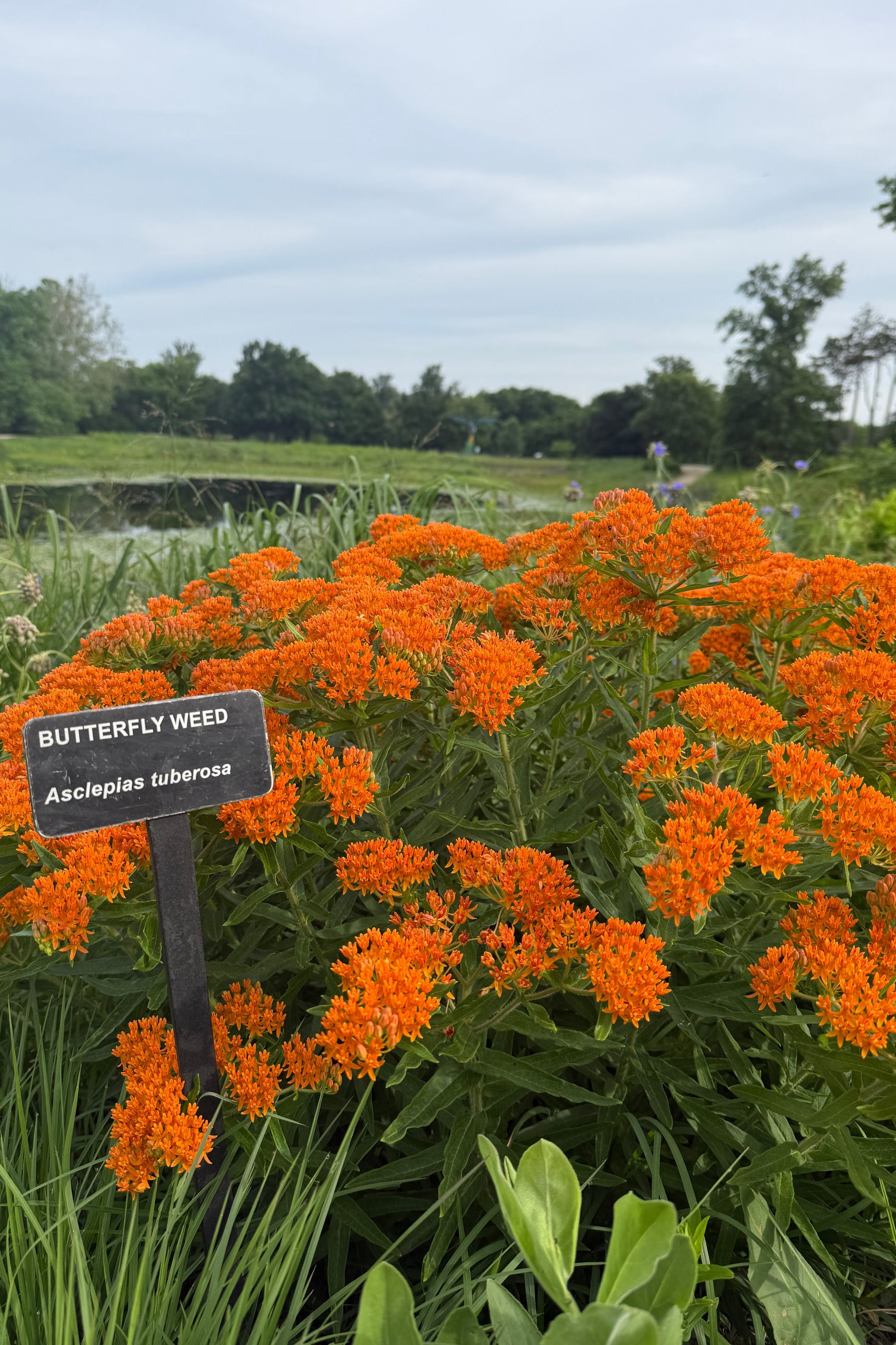 Butterfly weed Asclepias tuberosa flowers with a sign indicating the plant name in a natural setting a the Morton Aboretum the middle of June ©Sprout Home