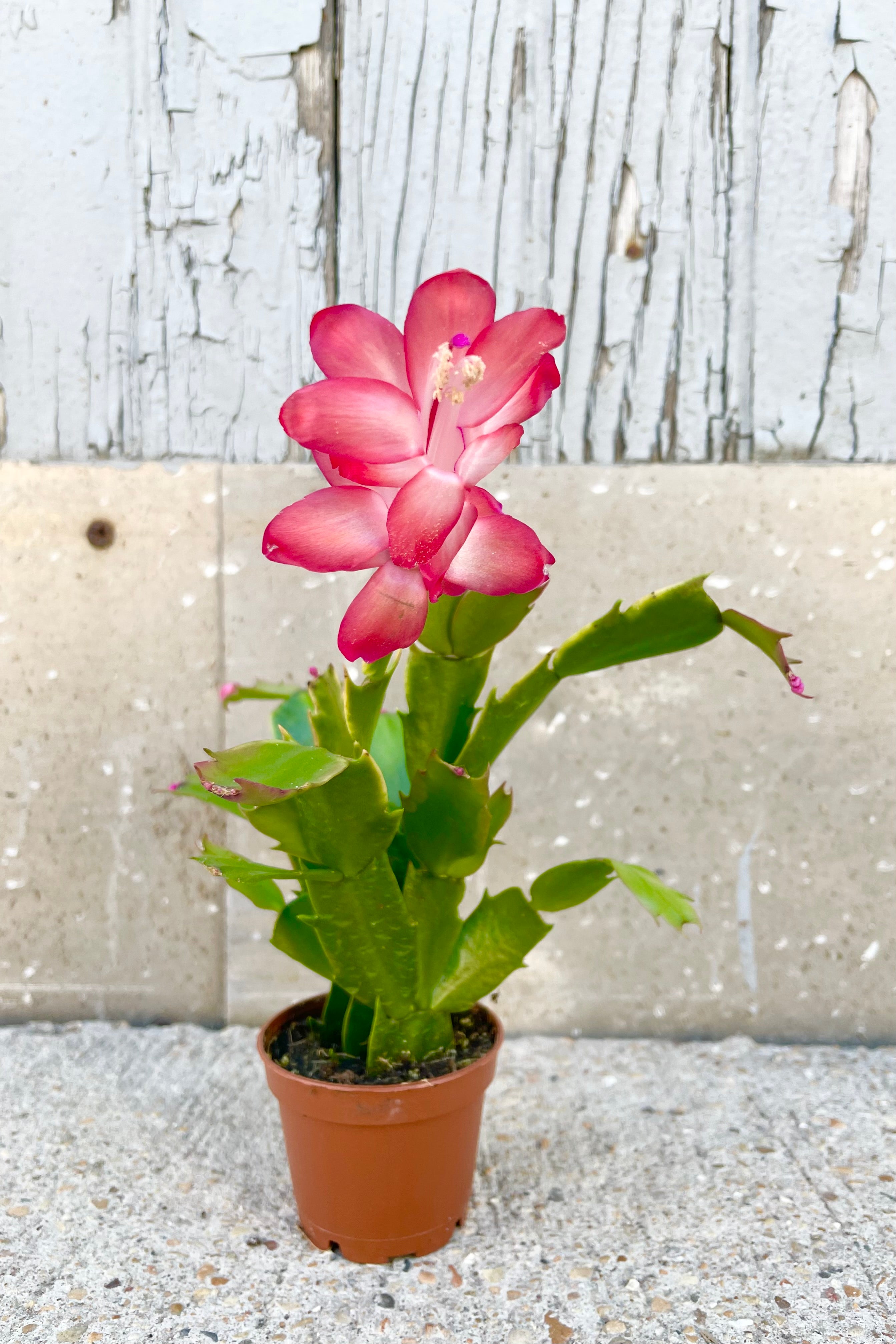 Schlumbergera plant with red flower against grey background