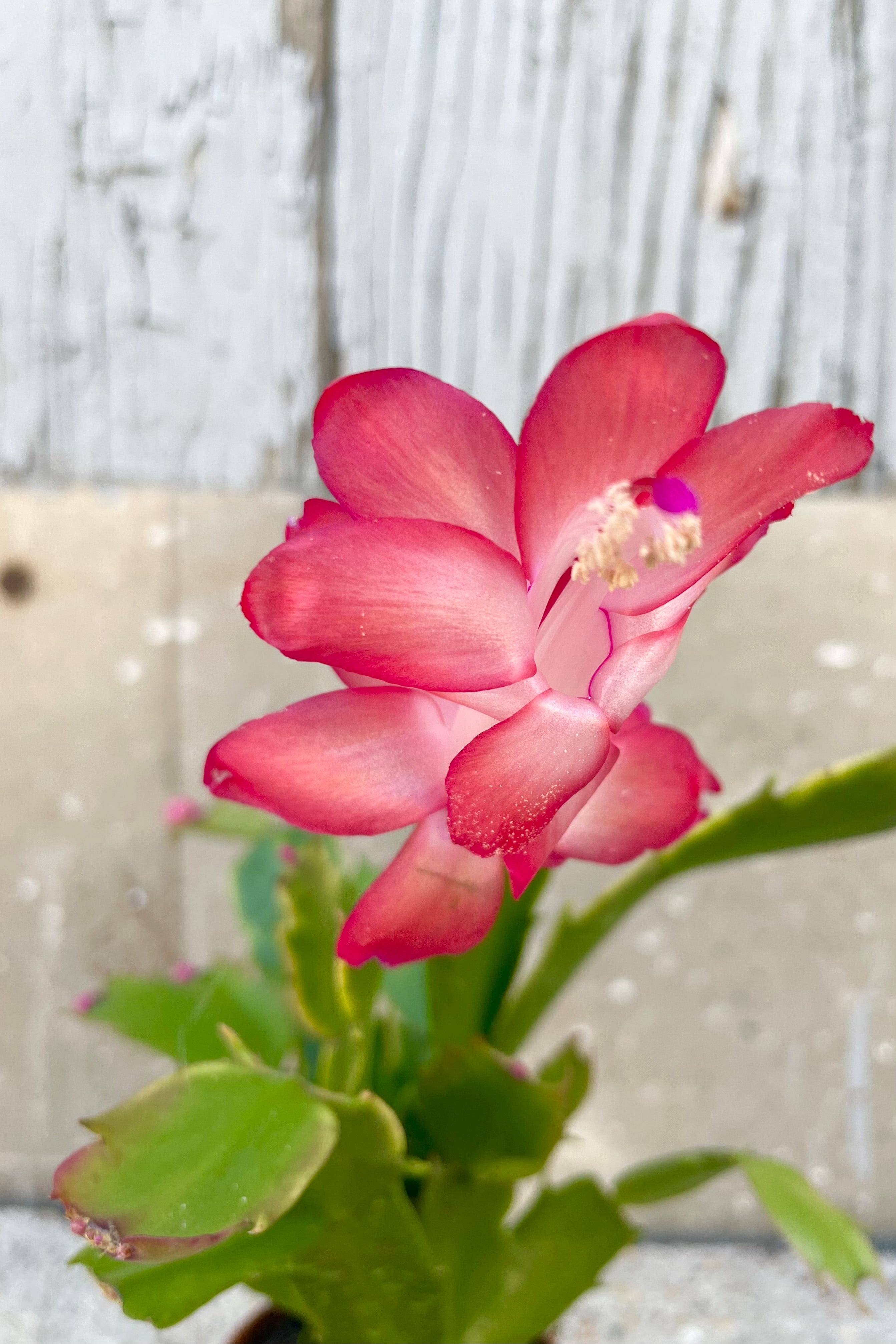 Red Schlumbergera Flower close up against grey wall