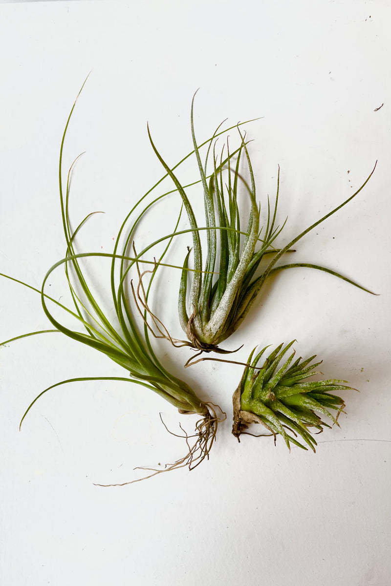 Assortment of extra small tillandsia against white background