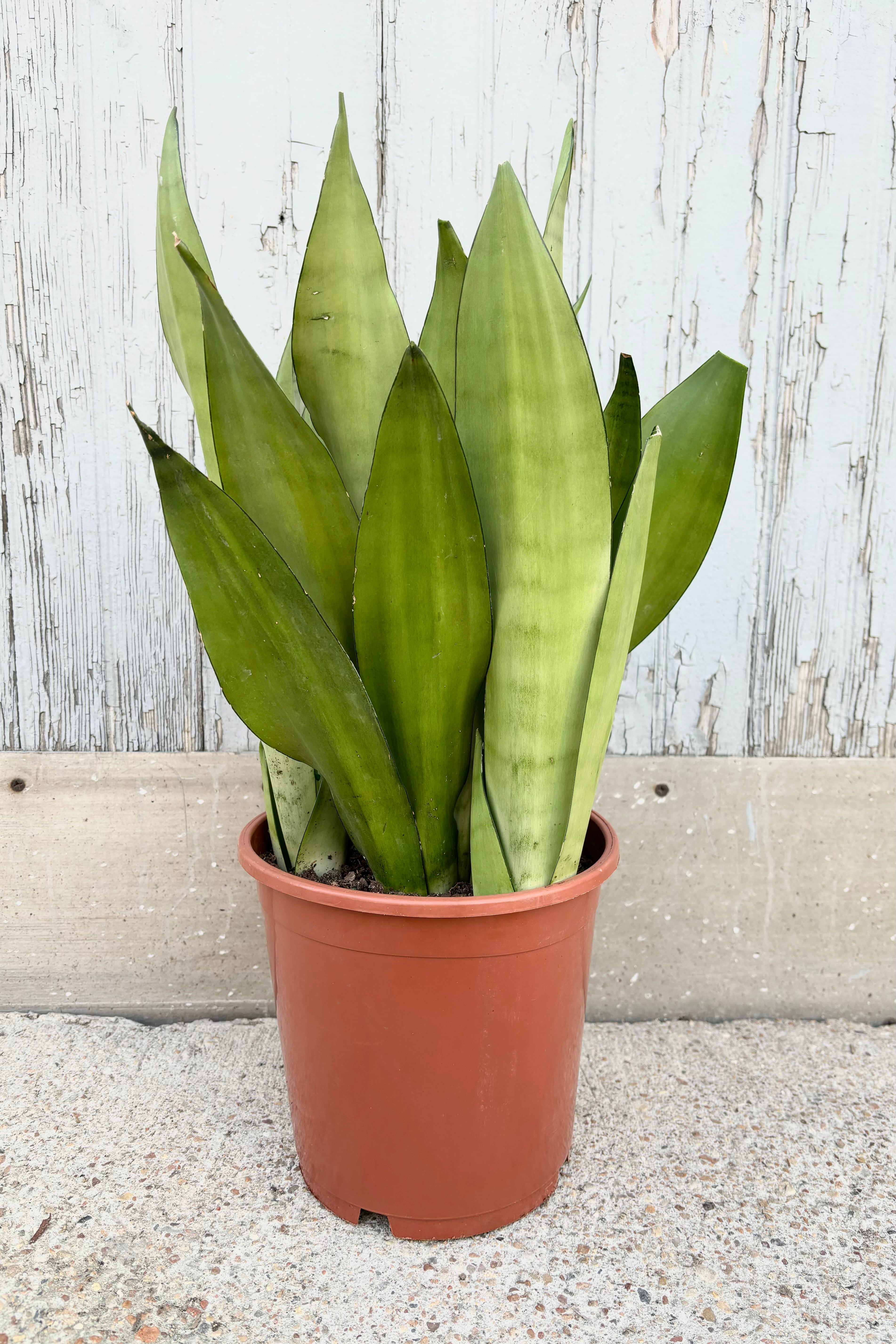 Sanseveria Dracaeana 'Moonshine' Snakeplant in 8" pot against a concrete wall.