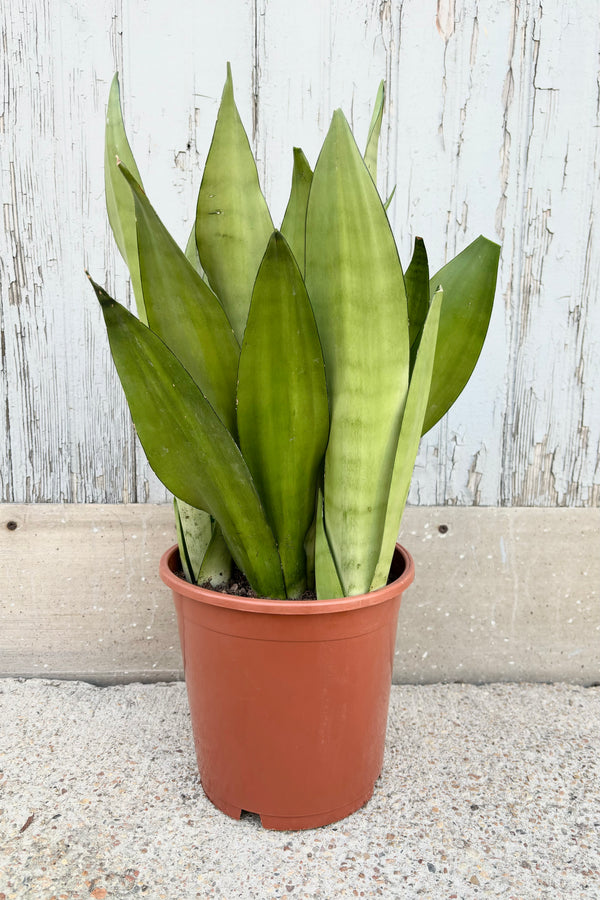 Sanseveria Dracaeana 'Moonshine' Snakeplant in 8" pot against a concrete wall.