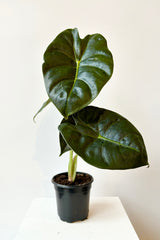 Alocasia 'Golden Bone' showing leathery dark green leaves with burgundy underside and  golden rib through the center of the leaf against white background.