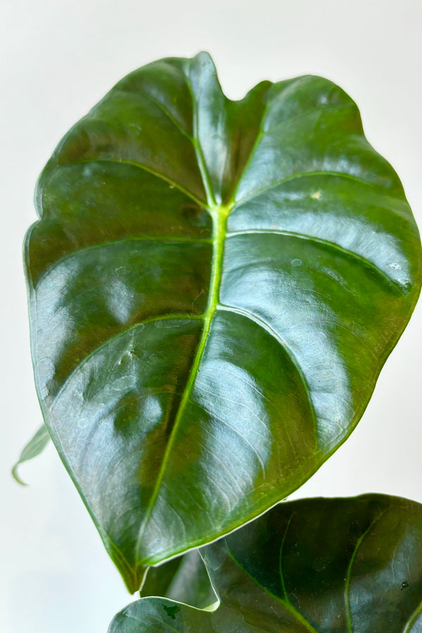 Close up of Alocasia 'Golden Bone' showing leathery dark green leaves with burgundy underside and  golden rib through the center of the leaf against white background.
