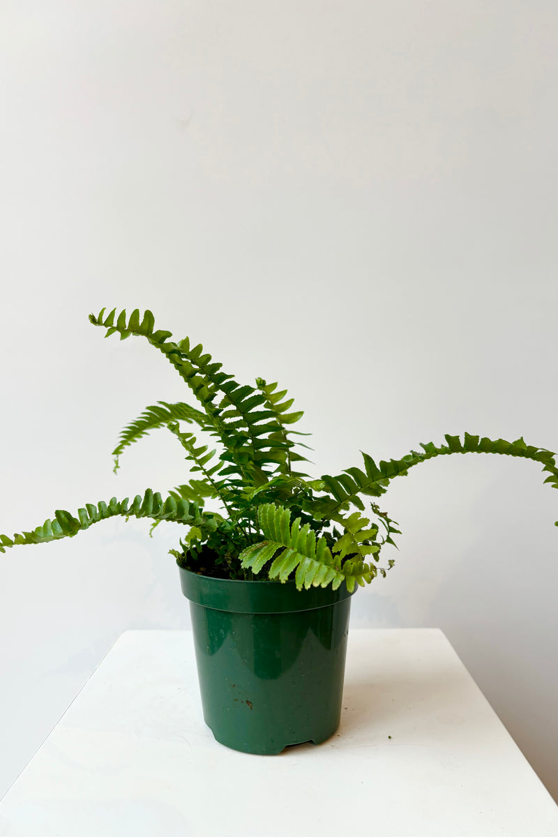 Nephrolepis 'Jesters Crown' fern featuring sword shaped leaves that have a vertical habit against a white background.