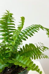 Close up of Nephrolepis 'Jesters Crown' fern featuring sword shaped leaves that have a vertical habit against a white background.