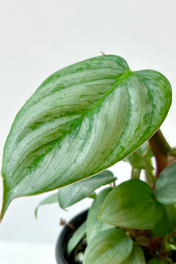 Close up of Philodendron sodiroi with bluish green leaves and silver variegation against a white background.