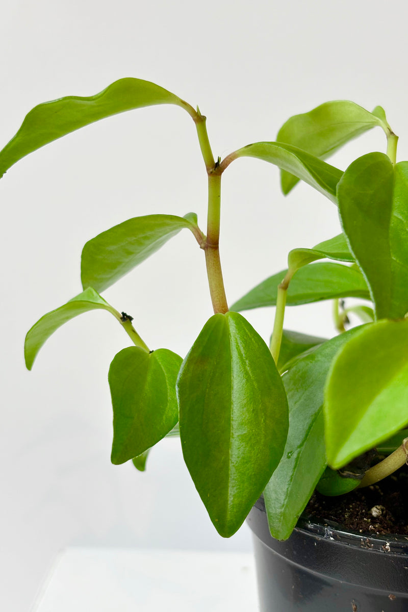 Close up of Peperomia 'Amigo Marcello' featuring arrow shaped small, bright green leaves at intervals along the stem against white background. 