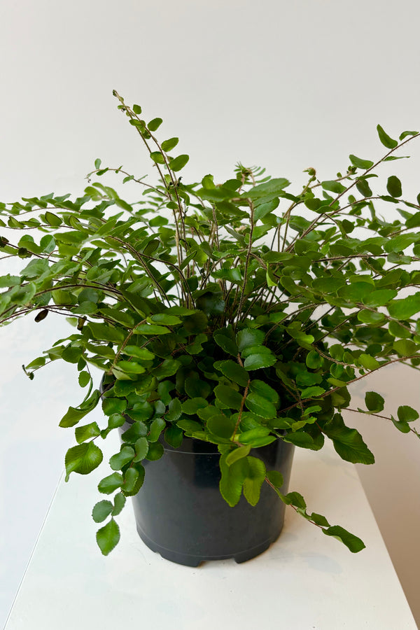 Overall photo of Pellaea rotundifolia 'Button Fern' with dark green pinnate leaves along cascading stems against white background 