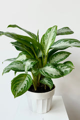 Overall photo of Aglaonema Leprachaun against white background