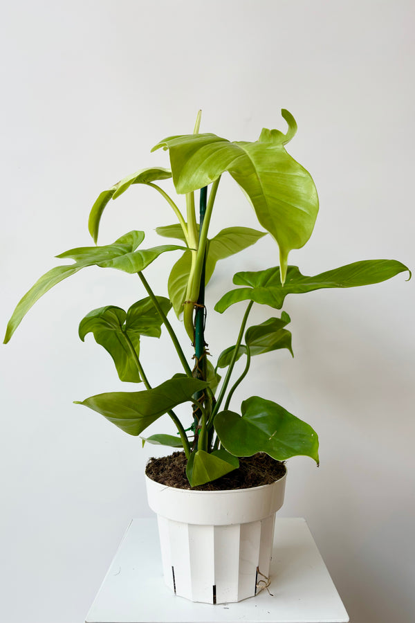 Overall photo of Philodendron Golden Violin against white background