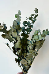 Bunch of preserved Spiral Eucalyptus Blue against white background