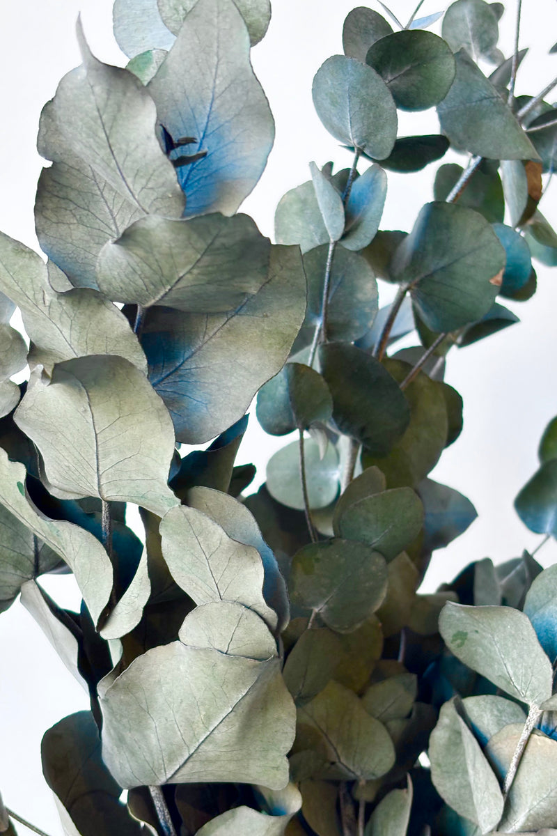 Close up of preserved Spiral Eucalyptus Blue against white background