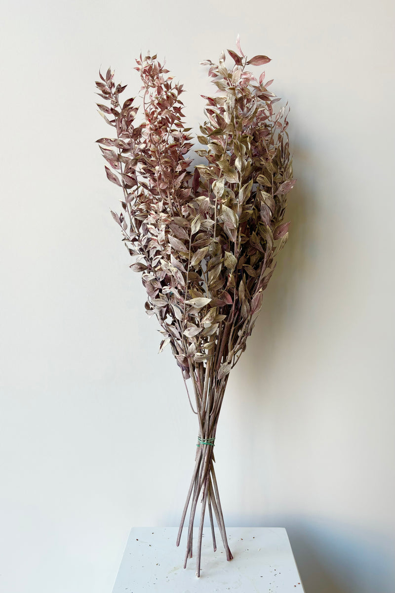 Overall view of preserved Ruscus washed dark pink matte preserved bunch against white background