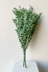 Overall view of Ruscus green washed matte preserved bunch against white background