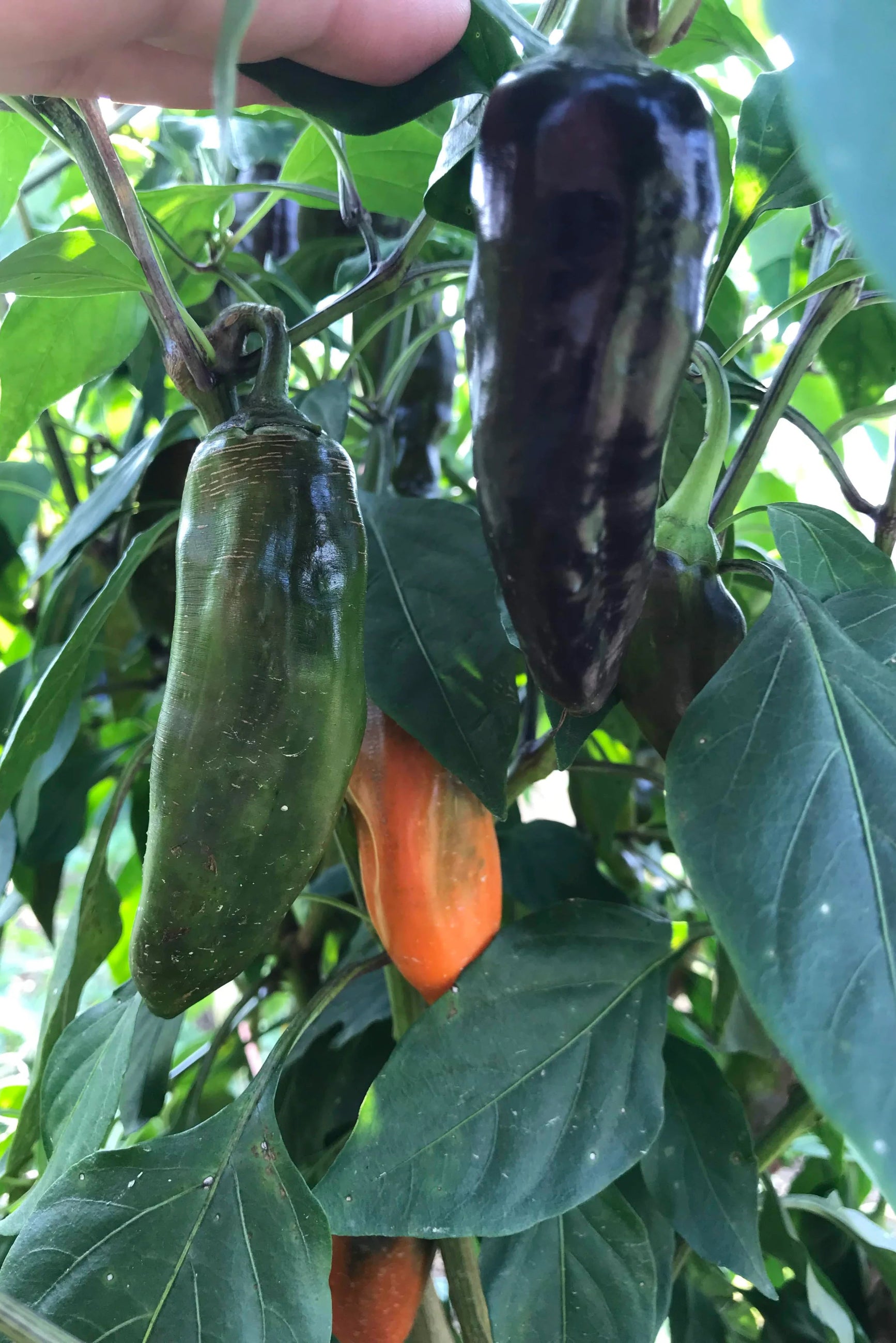 Peppers at various stages of growth on a plant with green leaves. ©Hudson Valley Seed Co.
