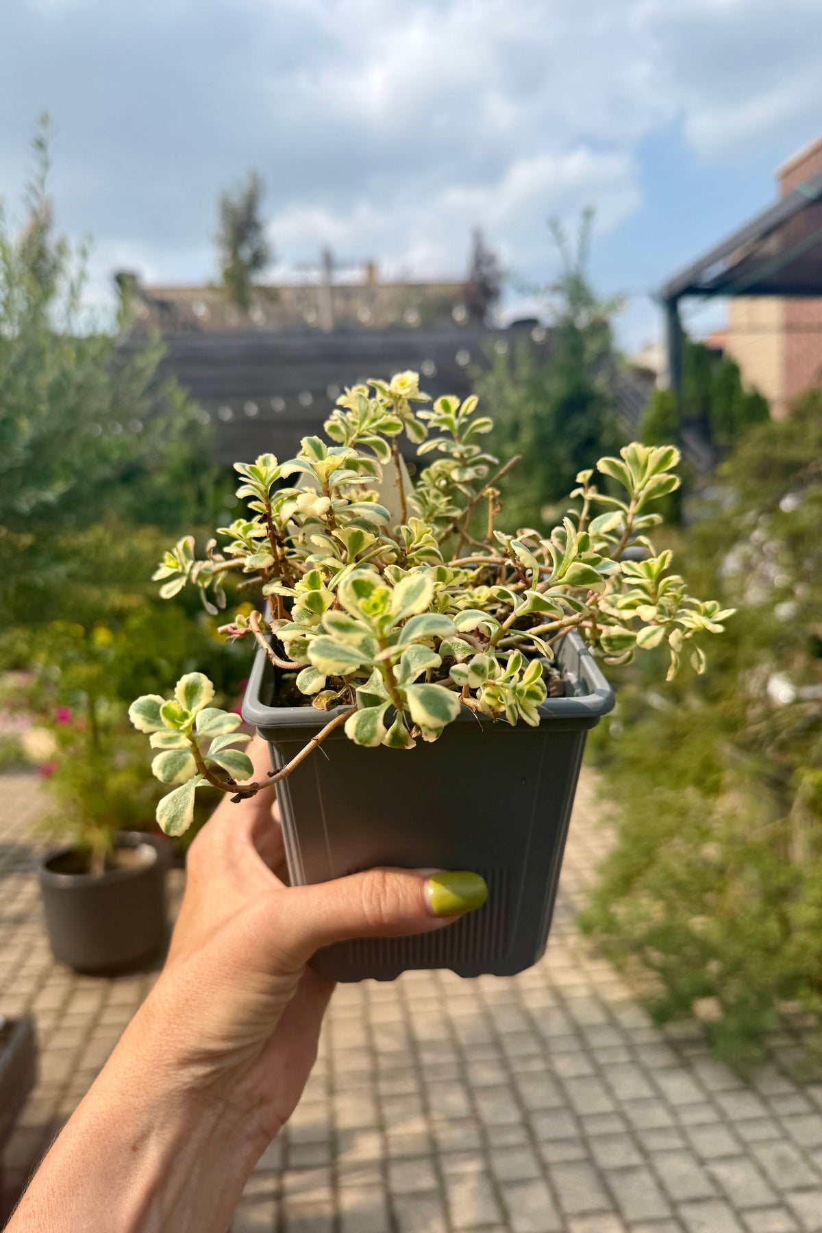 Sedum 'What a Doozie' 1qt held in hand against the sky and building in the background the end of July ©Sprout Home
