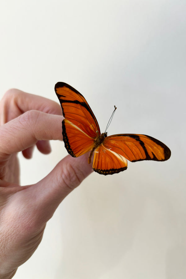 Orange and black Dryas Julia butterfly with long, narrow wing span atop smaller bottom wings